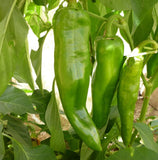 Pepper Seeds, Anaheim Pepper Seeds,"COOL BEANS N SPROUTS" Brand. Home Gardening. - Cool Beans & Sprouts