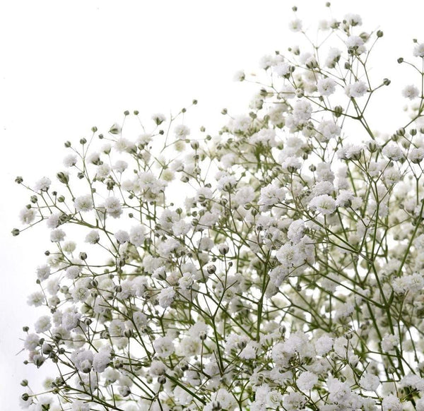 Baby's Breath Flower Seeds, "COOL BEANS N SPROUTS" Brand. Home Gardening. - Cool Beans & Sprouts