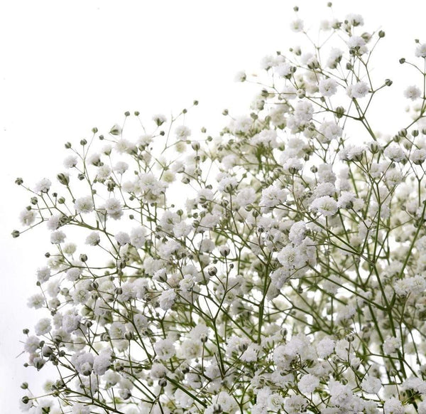 baby's breath flower seeds Baby's Breath Flower Seeds, "COOL BEANS N SPROUTS" Brand. Home Gardeni