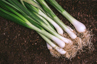 Onion Seeds, Tokyo Long White Bunching Onion Seeds, "COOL BEANS N SPROUTS" Brand. Home Gardening. - Cool Beans & Sprouts