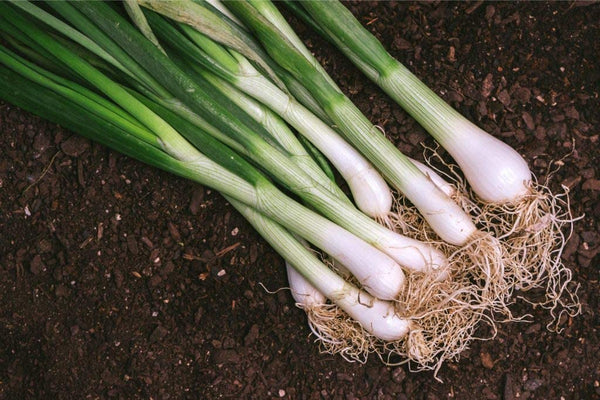 Onion Seeds, Tokyo Long White Bunching Onion Seeds, "COOL BEANS N SPROUTS" Brand. Home Gardening. - Cool Beans & Sprouts