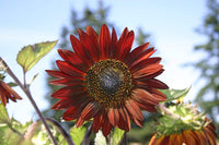 Sunflower Flower Seeds, Red Sun Sunflower Seeds, "COOL BEANS N SPROUTS" Brand. Non-GMO. Home Gardening. - Cool Beans & Sprouts