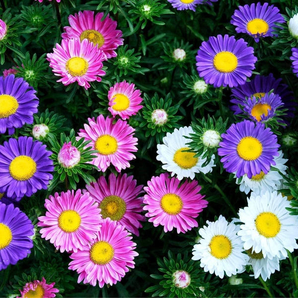 Aster Flower Seeds, Rainbow Aster Flower Seeds,"COOL BEANS N SPROUTS" Brand. Home Gardening. - Cool Beans & Sprouts