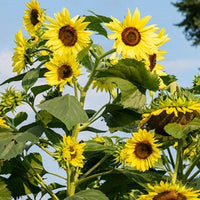 Sunflower Flower Seeds,  Lemon Queen Sunflower Seeds, "COOL BEANS N SPROUTS" Brand. Home Gardening. - Cool Beans & Sprouts