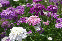 Candytuft Flower seeds    Candytuft Dwarf Fairy Mix Seeds,"COOL BEANS N SPROUTS" Brand. Home Gardening. - Cool Beans & Sprouts