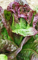 Lettuce, Red Leaf Romaine Lettuce Seeds, COOL BEAND N SPROUTS BRAND, Non-GMO, Healthy Hearty, A Great addition to Any Salad. - Cool Beans & Sprouts