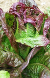 Lettuce, Red Leaf Romaine Lettuce Seeds, COOL BEAND N SPROUTS BRAND, Non-GMO, Healthy Hearty, A Great addition to Any Salad. - Cool Beans & Sprouts