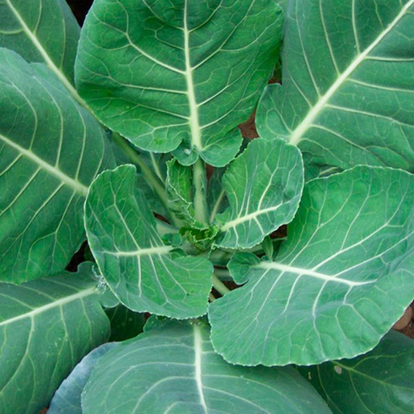 Collard Green Seeds , Champion Collard Green  Seeds,"COOL BEANS N SPROUTS" Brand. Home Gardening. - Cool Beans & Sprouts