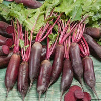 Cylindra Beet Seeds,"COOL BEANS N SPROUTS" Brand. Home Gardening. - Cool Beans & Sprouts