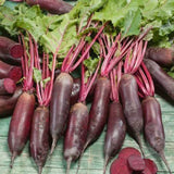 Cylindra Beet Seeds,"COOL BEANS N SPROUTS" Brand. Home Gardening. - Cool Beans & Sprouts