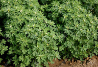 Fenugreek Herb Seeds, "COOL BEANS N SPROUTS" Brand. Non-GMO. Home Gardening. - Cool Beans & Sprouts