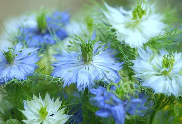 love in mist flower seeds Love in a Mist Flower Seeds, Blue Love in a Mist, Nigella Damascena Fl