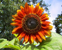 Sunflower Flower Seeds, Red Sun Sunflower Seeds, "COOL BEANS N SPROUTS" Brand. Non-GMO. Home Gardening. - Cool Beans & Sprouts