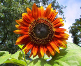 Sunflower Flower Seeds, Red Sun Sunflower Seeds, "COOL BEANS N SPROUTS" Brand. Non-GMO. Home Gardening. - Cool Beans & Sprouts
