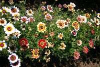 Daisy Seeds Painted Daisy Flower Seeds,"COOL BEANS N SPROUTS" Brand. Home Gardening. - Cool Beans & Sprouts