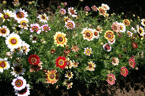 seeds daisy flower Daisy Seeds Painted Daisy Flower Seeds,"COOL BEANS N SPROUTS" Brand. H