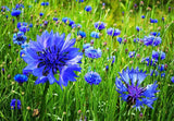 Bachelor Button Seeds ,  Tall Blue Bachelors Button Flower Seeds,"COOL BEANS N SPROUTS" Brand. Home Gardening. - Cool Beans & Sprouts