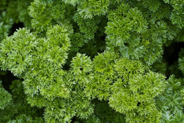 Parsley Herb Seeds , Moss Curled Parsley Seeds, "COOL BEANS N SPROUTS" Brand. Home Gardening. - Cool Beans & Sprouts