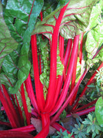 Rhubarb Seeds ,  Swiss Chard Rhubarb Seeds,"COOL BEANS N SPROUTS" Brand. Heirloom. Non-GMO. Home Gardening. - Cool Beans & Sprouts