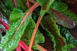 Swiss Chard Seeds,  Rainbow Swiss Chard Seeds,"COOL BEANS N SPROUTS" Brand. Heirloom. Non-GMO. Home Gardening. - Cool Beans & Sprouts