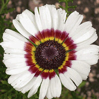 Daisy Seeds Painted Daisy Flower Seeds,"COOL BEANS N SPROUTS" Brand. Home Gardening. - Cool Beans & Sprouts