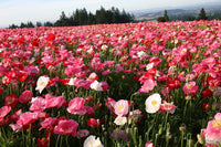 Poppy Flower Seeds, Shirley Poppy Flower Seeds, "COOL BEANS N SPROUTS" Brand. Home Gardening. - Cool Beans & Sprouts