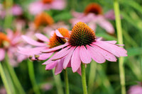 Coneflower Seeds, Purple Coneflower Flower Seeds,"COOL BEANS N SPROUTS" Brand. Home Gardening. - Cool Beans & Sprouts