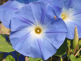 Morning Glory Seeds, Heavenly Blue Morning Glory Flower Seeds, "COOL BEANS N SPROUTS" Brand. Home Gardening. - Cool Beans & Sprouts