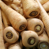 Parsnip Seeds, Hollow Crown Parsnip Seeds,"COOL BEANS N SPROUTS" Brand. Home Gardening. - Cool Beans & Sprouts