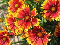 Gaillardia Blanket Flower Seeds, "COOL BEANS N SPROUTS" Brand. Home Gardening. This flower is also know as  Arizona Sun. - Cool Beans & Sprouts