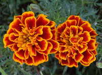 Marigold Seeds,  French Marigold Flower Seeds, "COOL BEANS N SPROUTS" Brand. Home Gardening. - Cool Beans & Sprouts