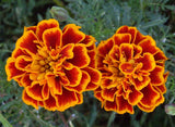 Marigold Seeds,  French Marigold Flower Seeds, "COOL BEANS N SPROUTS" Brand. Home Gardening. - Cool Beans & Sprouts