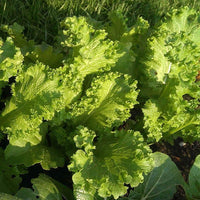 Mustard Green Seeds,  Southern Giant Curled Mustard Green Seeds, "COOL BEANS N SPROUTS" Brand. Heirloom. Non-GMO. Home Gardening. - Cool Beans & Sprouts