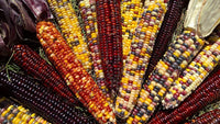 Corn Seeds- Indian Ornamental Corn Seeds ,"COOL BEANS N SPROUTS" Brand. Home Gardening. - Cool Beans & Sprouts