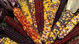Corn Seeds- Indian Ornamental Corn Seeds ,"COOL BEANS N SPROUTS" Brand. Home Gardening. - Cool Beans & Sprouts