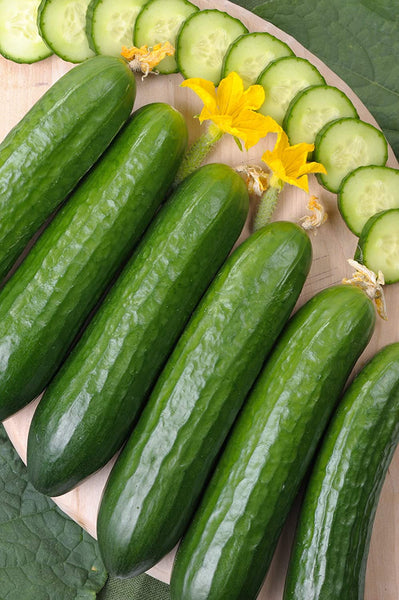 Cucumber Seed , Marketer Cucumber Seeds,"COOL BEANS N SPROUTS" Brand. Home Gardening. - Cool Beans & Sprouts