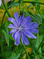 Chicory Flower Seeds,  "COOL BEANS N SPROUTS" Brand. Home Gardening. - Cool Beans & Sprouts
