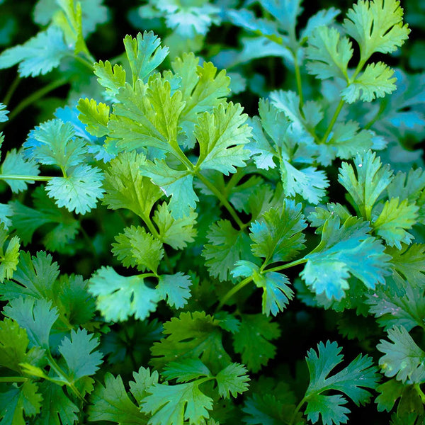 Cilantro Seeds  Slow Bolt Cilantro Seeds, "COOL BEANS N SPROUTS" Brand. Home Gardening. - Cool Beans & Sprouts