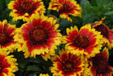 Gaillardia Blanket Flower Seeds, "COOL BEANS N SPROUTS" Brand. Home Gardening. This flower is also know as  Arizona Sun. - Cool Beans & Sprouts