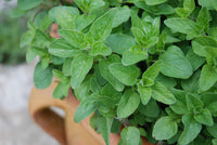 Oregano Herb Seeds, Oregano Seeds,"Cool Beans N SPROUST" Brand. Home Gardening. - Cool Beans & Sprouts