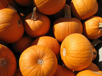 Pumpkin Seeds, Small Sugar Pumpkin Seeds ,"COOL BEANS N SPROUTS" Brand. Heirloom. Non-GMO. Home Gardening. - Cool Beans & Sprouts