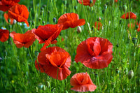 Poppy Flower Seeds, Red Poppy Flower Seeds, "COOL BEANS N SPROUTS" Brand. Home Gardening. - Cool Beans & Sprouts
