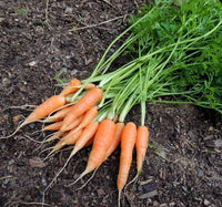 Carrot Seeds- Little Finger,  "COOL BEANS N SPROUTS" Brand. Home Gardening. - Cool Beans & Sprouts