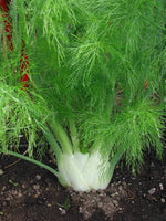 Fennel Seeds, Florence Fennel Seeds, "COOL BEANS N SPROUTS" Brand. Home Gardening. - Cool Beans & Sprouts