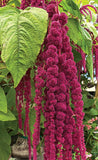 Love Lies Bleeding Flower Seeds,, Amaranthus Caudatus Flower Seeds, "COOL BEANS N SPROUTS" Brand. Home Gardening. - Cool Beans & Sprouts