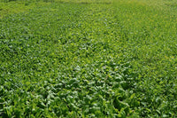 Mustard Greens Seeds,  Florida Broadleaf Mustard Green Seeds,"COOL BEANS N SPROUTS" Brand. Home Gardening. - Cool Beans & Sprouts