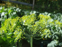 Dill Herb Seeds , Bouquet Dill Seeds, "COOL BEANS N SPROUTS" Brand. Home Gardening. - Cool Beans & Sprouts
