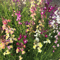 Snapdragon Flower Seeds ,  Linaria Maroccana Snapdragon Fairy Bouquet Flower Seeds,"COOL BEANS N SPROUTS" Brand. Home Gardening. - Cool Beans & Sprouts