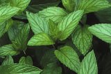 Peppermint Herb Seeds, Peppermint Seeds,"COOL BEANS N SPROUTS" Brand. Herb Seeds. Home Gardening. - Cool Beans & Sprouts