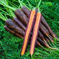 Carrot Seeds- Purple Haze Carrot Seeds , "COOL BEANS N SPROUTS" Brand. Home Gardening. - Cool Beans & Sprouts